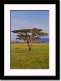 Yellow Acacia Tree