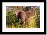 An Irritated Elephant