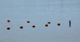 04 23 06 Boeys, Nikon D50.jpg