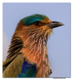 Indian Roller (Coracias benghalensis)-8142