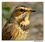 Bluethroat- (Luscinia svecica)