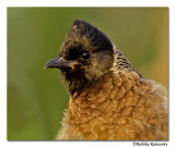 Red vented Bullbull(Pycnonotus cafer)