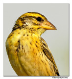 Streaked weaver(Ploceus manyar )