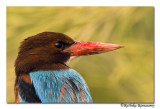 White-throated Kingfisher(Halcyon smyrnensis)-0567