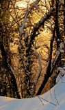 Dancing tree (IMG_8045OK1 copy.jpg)