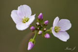 Cardamine pratensis - travniška penuša (IMG_4481ok copy.jpg)