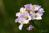 Cardamine pratensis - travniška penuša (penusa copy.jpg)