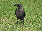 Corvus cornix - crow - siva vrana (IMG_7565.jpg)