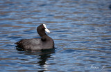 Fulica atra - črna liska (IMG_5007ok.jpg)