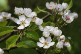 flower of pear (hruska kompo1.jpg)