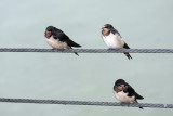 Hirundo rustica - farmers swallow - kmečka lastovica (lastovke1ok.jpg)