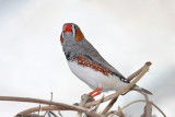 Poephila gutatta - australian finch - avstralski ąčinkavec1.jpg