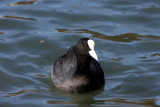 Fulica atra - crna liska ok.jpg