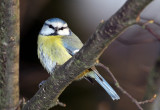 Parus caeruleus - sinica plavček (cukec.jpg)