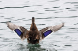 Anas platyrhynchos - mallard duck - raca mlakarica (IMG_0325ok.jpg)
