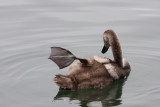Cygnus olor - swan - labod grbec (IMG_0379ok.jpg)