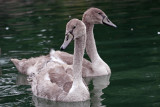 Cygnus olor - swan - labod grbec (IMG_0450ok.jpg)
