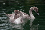 Cygnus olor - swan - labod grbec (IMG_0453ok.jpg)