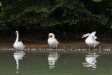 Cygnus olor - swan - labod grbec (IMG_0551ok.jpg)