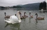 Cygnus olor - swan - labod grbec (IMG_0604ok.jpg)