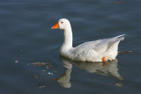 Cygnus olor - swan - labod grbec (IMG_2039ok.jpg)