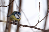 Parus caeruleus - sinica plavček (IMG_2666ok.jpg)