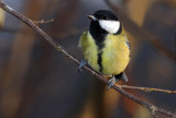 Parus major - velika sinica (IMG_2693ok.jpg)
