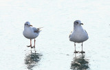 Larus ridibundus - rečni galeb (IMG_3807a.jpg)
