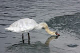 Cygnus olor - swan - labod grbec (IMG_3927a.jpg)