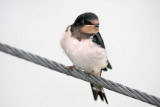 Hirundo rustica - kmečka lastovka (lastovka3 ok.jpg)