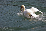 Cygnus olor - swan - labod grbec (IMG_6758ok.jpg)