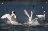 Cygnus olor - swan - labod grbec (ples ok.jpg)