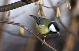 Parus major - velika sinica (navadna ok.jpg)