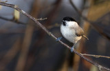 Parus palustris - mčvirska sinica (mocvirska ok.jpg)