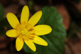 ranunculus ficaria - lopatičasta zlatica (rumenaM copy.jpg)