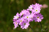primula farinosa - moknati jeglič (roza7 ok copy.jpg)