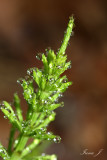 Equisetum - preslica (preslica1ok copy.jpg)