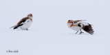 _MG_6134 Bruant des neiges bdf.jpg