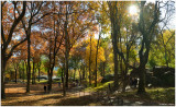 An Autumn Morning