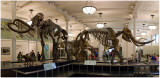 Mammuthus -- The Mammoth