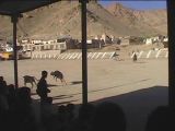 Excitable Cows, Leh Polo Field, Ladakh, India (1999)