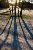 Long shadows
