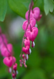 Bleeding hearts - Löjtnanshjärtan
