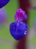 Lupin after rain