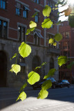 Unter den Linden on Fleminggatan Stockholm