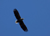 White tailed eagle