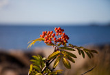 Rowan at the sea side