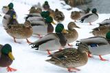 Mallard