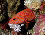 Coral Hind.jpg