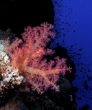 Soft Coral